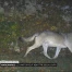 Marchairuz : Le canton veut abattre deux loups