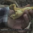 Les bolets et les chanterelles pour passion