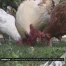 La SPA recueille de plus en plus de poules