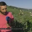 Viticulture : Un été rempli de sueurs froides