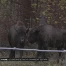 Les bisons de Suchy ont déménagé