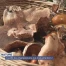 Des champignons partout