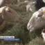De plus en plus de brebis dans la Glâne