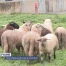 Une attaque de loup sur des brebis à Courtion