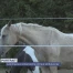 Les chevaux et les bovins ont leur ambulancier