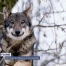 Un loup tiré dans le Jura vaudois