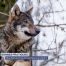 Vaud conseille les promeneurs s'ils rencontrent le loup