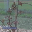 Un jardin qui cache la forêt