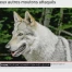 Pour une cohabiation avec le loup