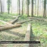 Les Fribourgeois aiment leur forêt