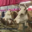 Miss bovine suisse