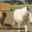 Découvrir les animaux de la ferme