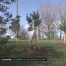 Les arbres au secours du climat