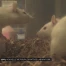 Offrir une nouvelle vie à des rats de laboratoire
