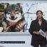 Loup: une aide pour les éleveurs
