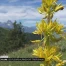 Les fleurs alpines ont trop chaud