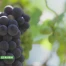 Zoom sur le raisin