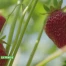 Zoom sur la fraise