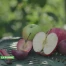 Zoom sur la pomme