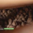 Zoom sur la pomme de terre