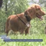 Nouveaux cours théoriques pour la détention de chiens