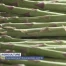 Les asperges fribourgeoises sont là