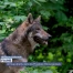 Un loup abattu dans les Préalpes fribourgeoises