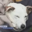 Un chien sauvé après avoir passé 48h dans un tuyau