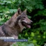 Un nouveau loup dans la Broye-Vully