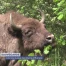 À la rescousse des bisons d'Europe