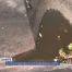 Le moustique tigre s'est installé dans le canton