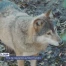 Tirs de régulation du loup au Mont Tendre