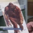La plus grande collection de cryptozoologie à Lausanne
