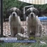 Huit petits Saint-Bernard ont vu le jour à Marchissy
