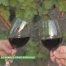 Les Caves Ouvertes Vaudoises