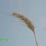 Zoom sur le blé