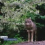 Un loup braconné