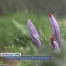 Les finalites du prix à l'innovation agricole sont connus