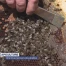 Une IA au secours des abeilles