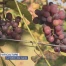 La météo des vignes