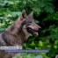 Le Canton dénonce un cas de braconnage de loup