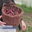 Des cerises à portée de main