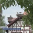 Les cigognes sont de retour