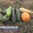 Les dioxines sans danger pour les Lausannois