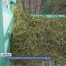 Une sensibilité grandissante pour les algues