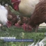Le poulet suisse victime de son succès