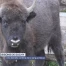 Un bison meurt de la maladie de la langue bleue à Suchy