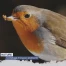 Succès pour l'action "Oiseaux en hiver"