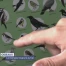 Le moineau toujours le plus observé à Fribourg