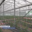 La Journée des Légumes cartonne